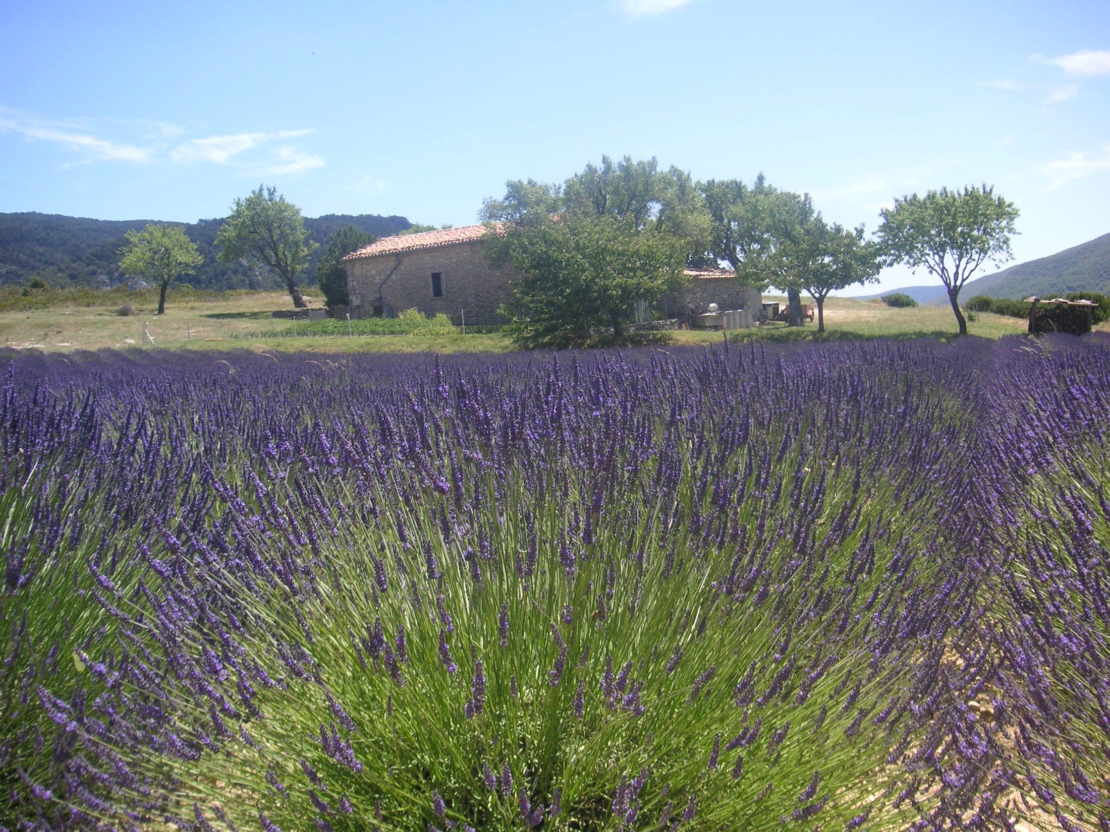 Purple lavender field in bloom near Lagarde-d'Apt, Provence, France