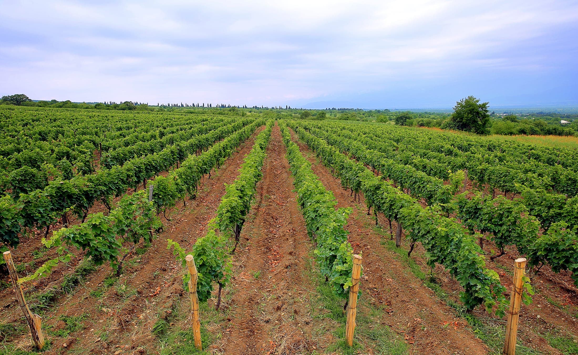 Vineyard rows at Chateau Zegaani in the Kakheti wine region, Georgia