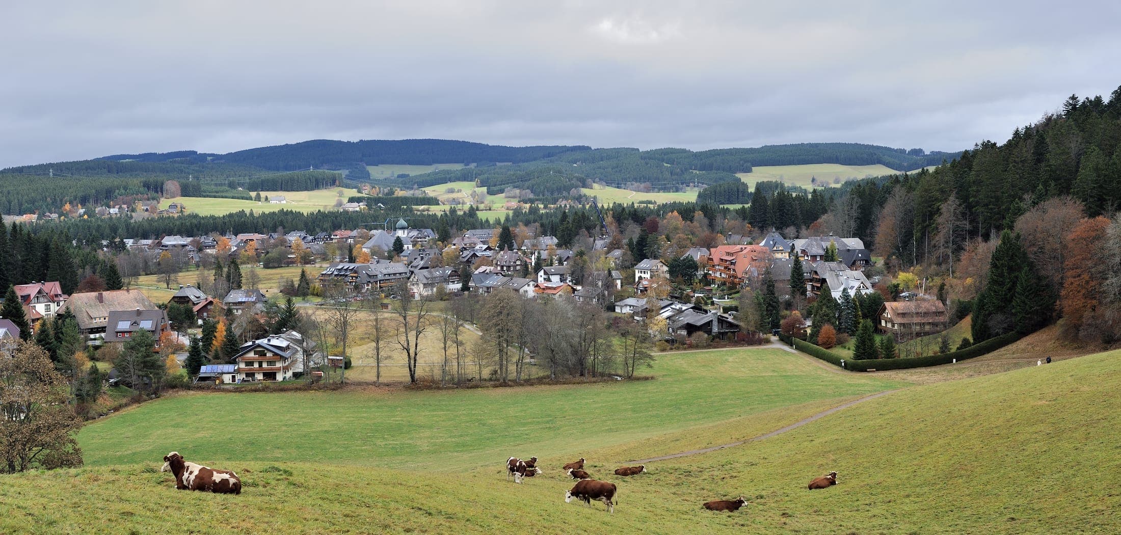Black Forest (Schwarzwald) landscape near Hinterzarten, Germany