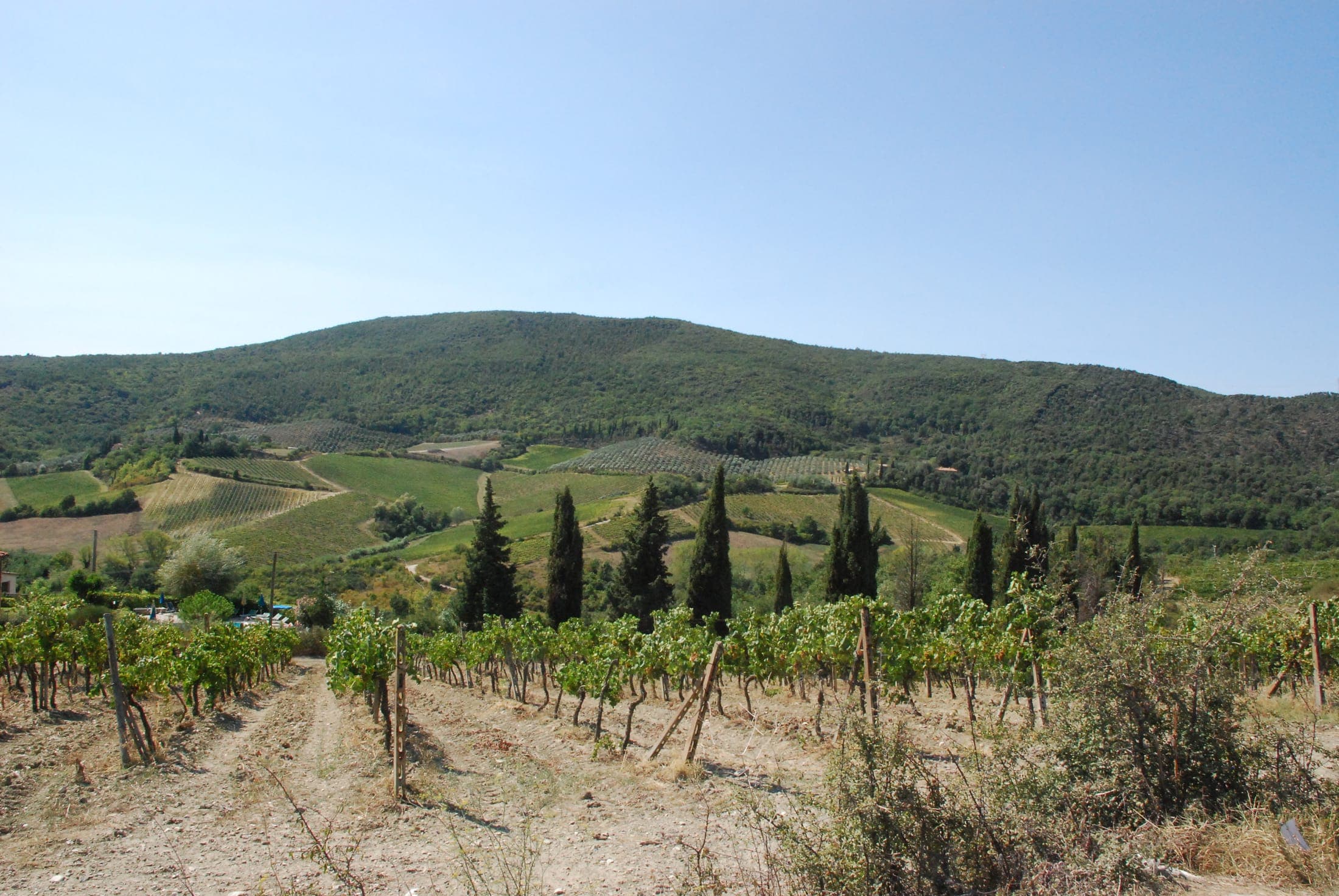 Rolling hills with grape vines and cypress trees in the Tuscan countryside